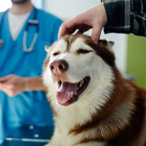 Hospital Veterinario Reynoso Las Mascotas Merecen La Mejor Atención