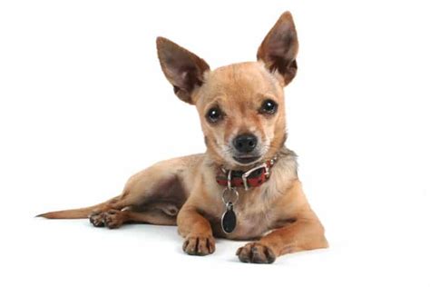 Deer Head Chihuahua The Complete Dog Breed Guide K9 Web