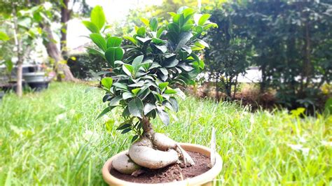 Gu A Completa Para El Cuidado Del Bons I Ficus Ginseng En Casa Mi Blog