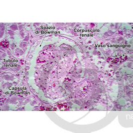 Uomo Rene Sezione Trasversale 500X Uomo Mammiferi Apparato