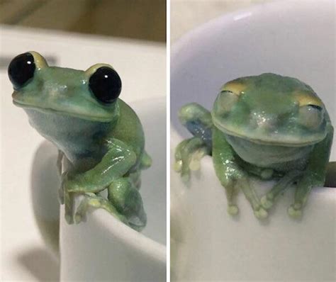 A Very Happy Frog Raww