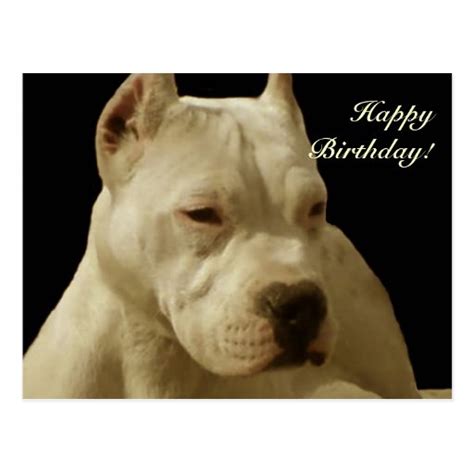 Happy Birthday White Pitbull Postcard Zazzle