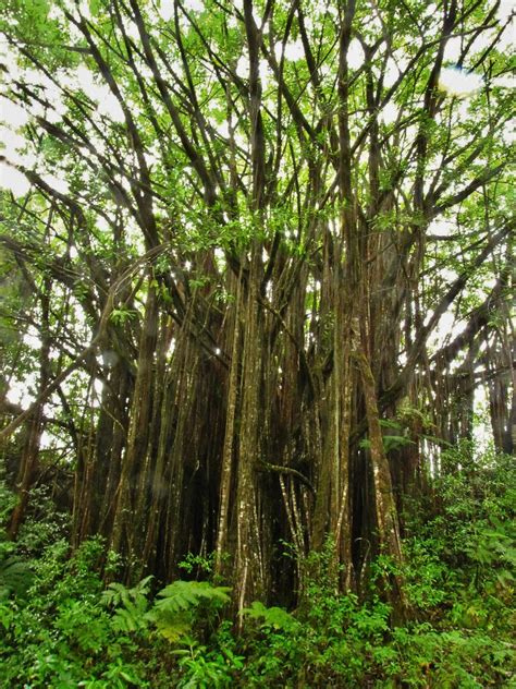 Trees Plants Akaka Falls State Park Big Island Hawaii Flickr