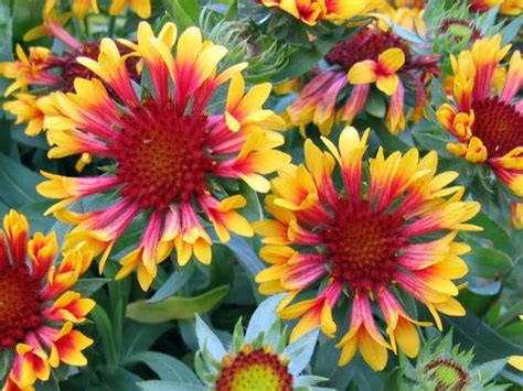 Vos trucs pour les fleurs