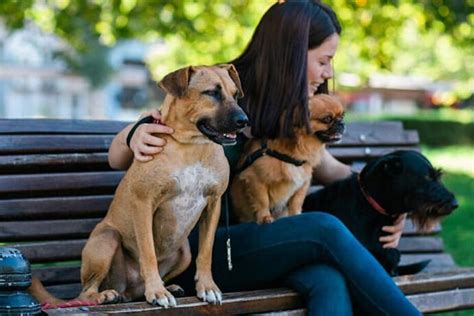 Cuánto cobra un cuidador de perros Descubre cuál es el salario