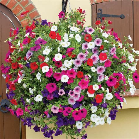 Petunia Surfinia Collection Hanging Basket Plants Van Meuwen