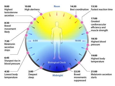 Circadian STRENGTH FIGHTER