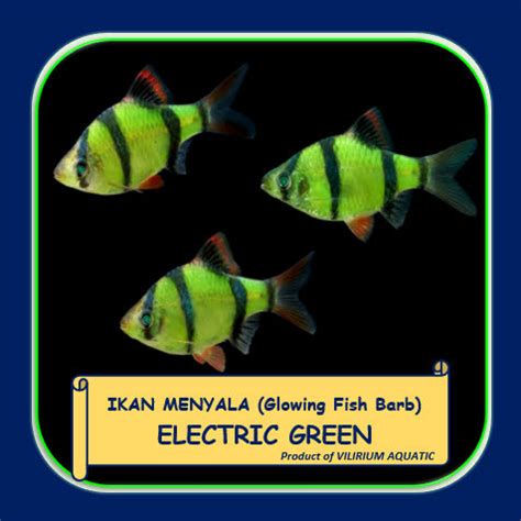 Jual Ikan Hias Air Tawar Glowing Fish Barb Electric Green Hijau