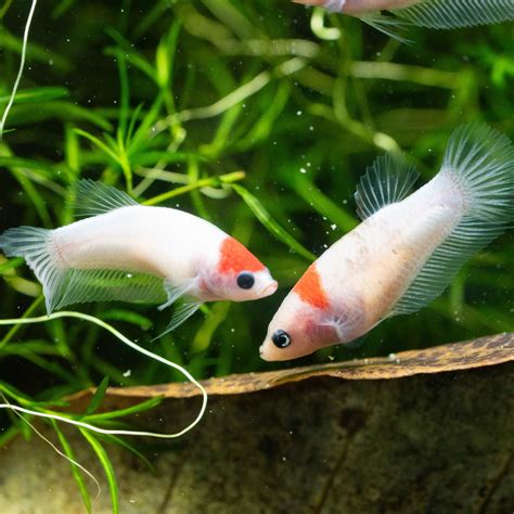 Shop Female Bettas Fish Peaceful And Colorful Sorority Tropicflow