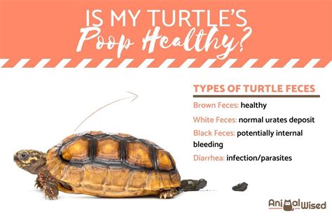 Is My Turtles Poop Healthy White Poop Diarrhea And Other Turtle Feces