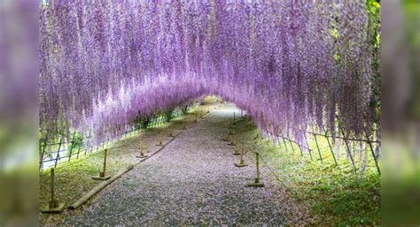 Wisteria Tunnel in Japan is a world of wonder, these pictures are proof ...