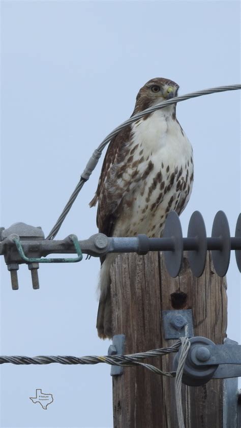 Red Tailed Hawk From Kleberg County TX USA On December 19 2023 At 02