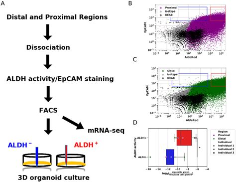 Organoid Assays From Fallopian Tube Epithelial Cells Isolated By Aldh Download Scientific