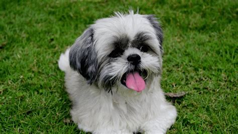 Shih Tzu Cechy Charakterystyczne Piel Gnacja