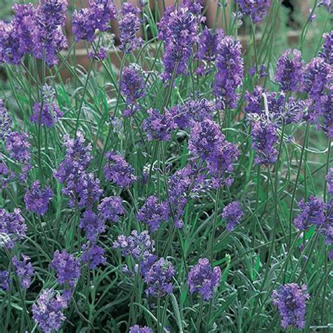 Lavandula Angustifolia Dwarf Blue Plant Wholesale FlorAccess