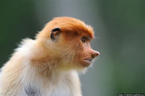 long-nosed monkeys in Borneo ~ what a wonderful life...