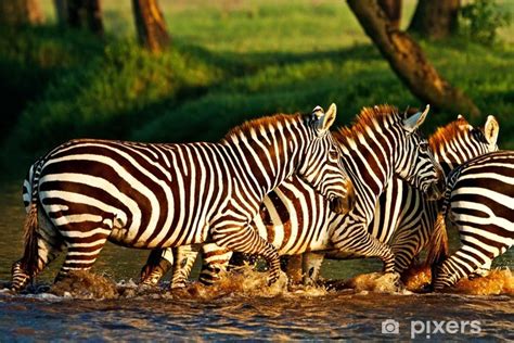 Tynde Og Lette Gardiner Zebraer Krydser En Flod I S En Nakuru National