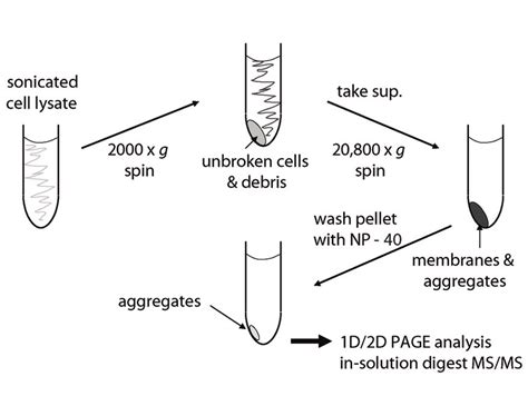 Cell Lysis Buffer Recipe Protein Purification Dandk Organizer