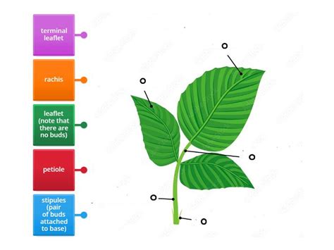 Parts of a compound leaf - Labelled diagram