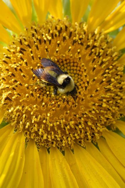 Tournesol Abeille Pollinisation Photo Gratuite Sur Pixabay Pixabay