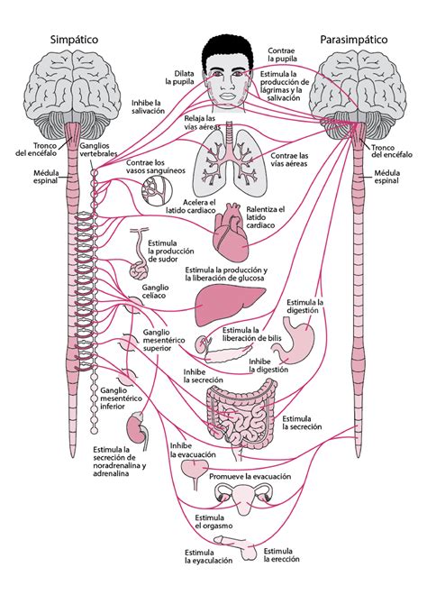 Sistema Nervioso Imagen SN Simpatico Y Parasimpatico Biología Nivel