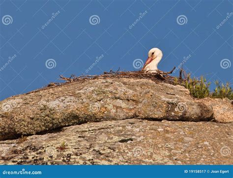 White Stork At ItÂ´s Rocky Nest Stock Image Image Of Feathers Europe 19158517