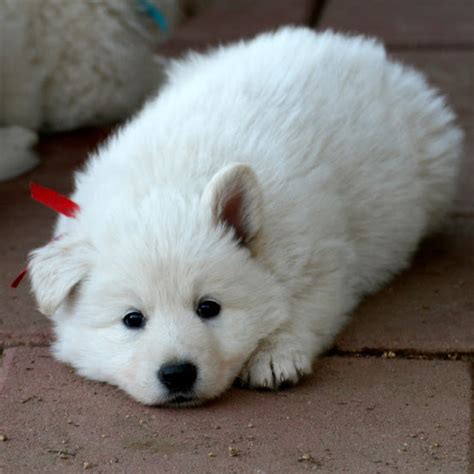 Berger Blanc Suisse Breed Guide - Learn about the Berger Blanc Suisse.