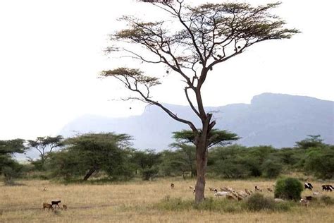 Tsavo National Park