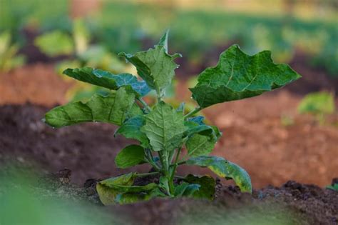 Eggplant Flea Beetle Organic Control Hitting Them Naturally