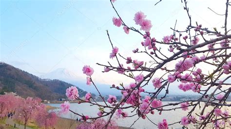 Flor De Cerezo Junto Al Lago Ashi Con El Monte Fuji Al Fondo En Hakone