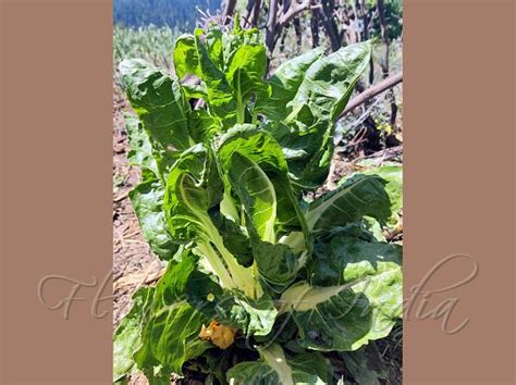 Spinacia Oleracea Spinach