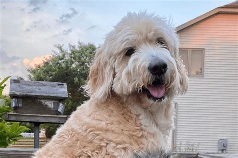 About The Golden Aussiedoodle Everything You Wish To Know