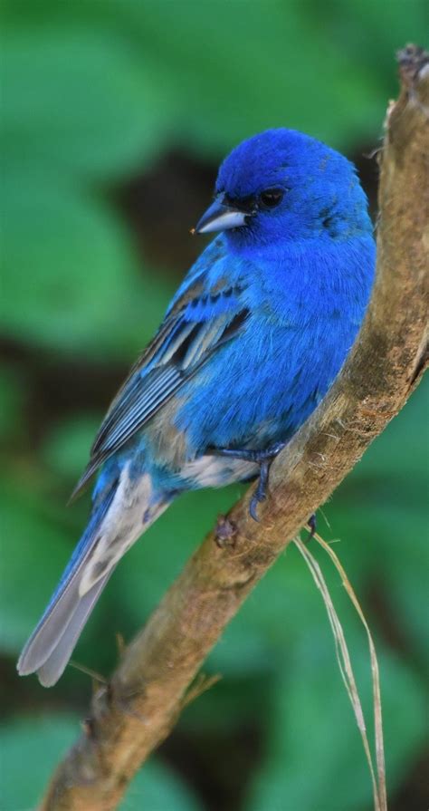 Indigo bunting bird - About Wild Animals