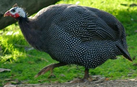 Guinea Fowl The Life Of Animals