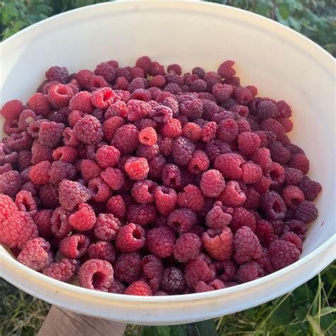 How To Prune Raspberries Full YouTube Tutorial Wagon Wheel Homestead