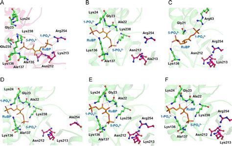 The product (RuBP) binding to the R15Pi mutants. The binding of RuBP ...