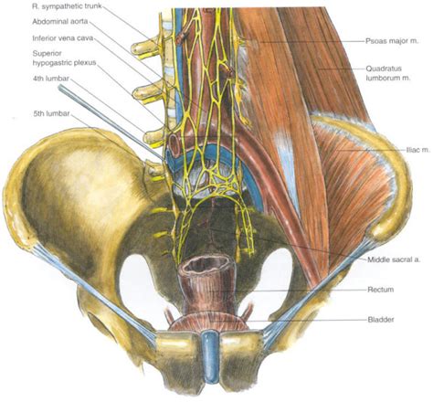 Hypogastric Plexus Block – Premier Neurology and Pain Specialists