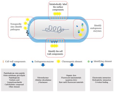 progress  identifying bacteria  fluorescent probes