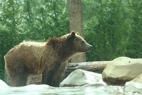 grizzly bear  swim  stock photo public domain pictures