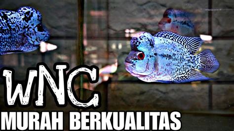 Murah Berkualitas Banyak Ikan Hias Harga Miring Update Harga