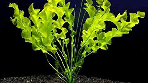 25 Best Tall Aquarium Plants For Your Tank Reviewed