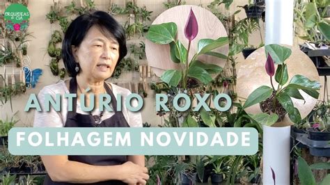 Aprenda mais sobre o Antúrio Roxo e Dicas de Cuidados para essa