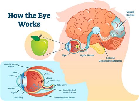 Eye Lens or Crystalline Lens: Function and Problems