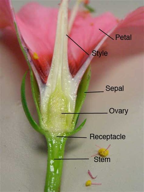 Hibiscus Flower Male And Female Parts Natural Sciences Grade 7