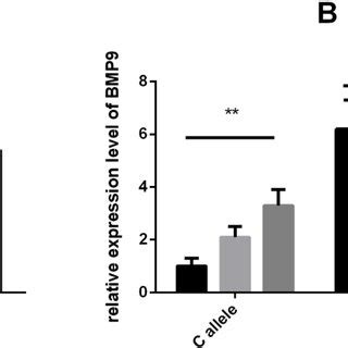 BMP9 Rs7923671 And Rs3740297 Affect Luciferase Activities In PASMC