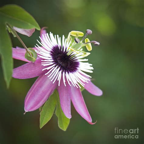 Pink Passion Flower Photograph By Glennis Siverson