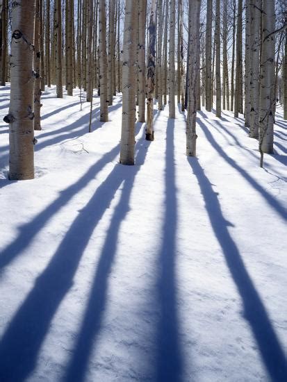 Dixie National Forest Aspen Utah Usa Photographic Print Charles