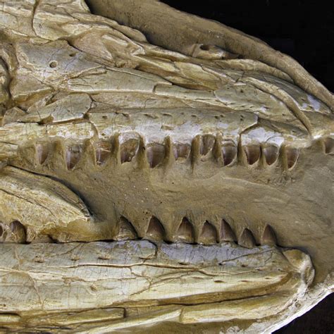 Cranio Fossile Mosasaurus