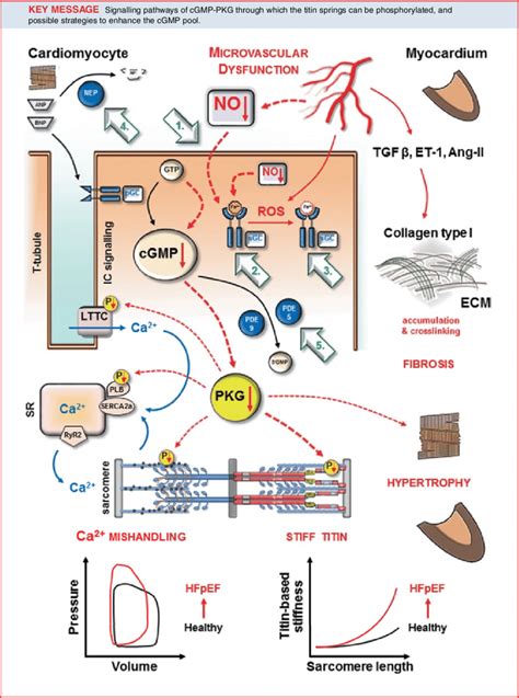 Classes Of Drugs That Modulate The Cgmppkg Pathway Within The