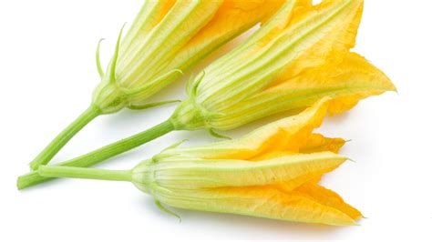 Zucchine E Fiori Di Zucca Le Ricette Pi Buone Casa Pappagallo